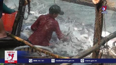 Dự báo xuất khẩu cá tra Quý II tăng cao