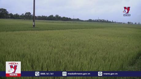 Hơn 2.000ha lúa Đông Xuân bị sâu bệnh và chuột gây hại