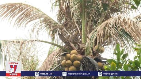 Sâu đầu đen hại dừa bùng phát tại Trà Vinh