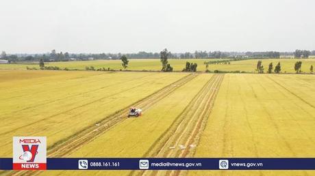 Phát triển vùng nguyên liệu lúa gạo bền vững ĐBSCL