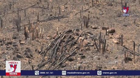 Đắk Lắk: Hơn 74 ha rừng bị phá trắng tại huyện Lắk