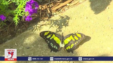 Triển lãm các loài bướm tại Los Angeles, Mỹ sau 2 năm đại dịch