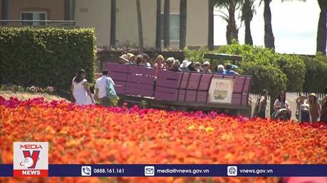 Dạo bước giữa biển hoa rực rỡ của California