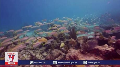 Nhân giống thành công loài san hô bên bờ tuyệt chủng