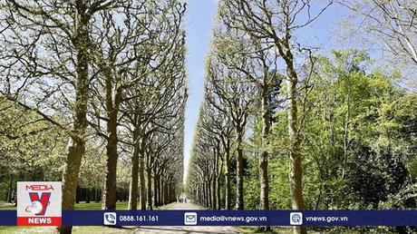 Lễ hội hoa anh đào ở Parc de Sceaux