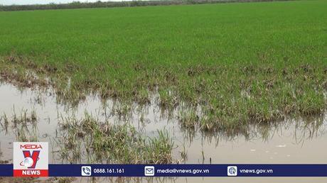 Quảng Bình thiệt hại vụ Đông-Xuân do lũ trái mùa