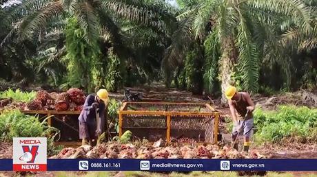 Indonesia ngừng xuất khẩu dầu cọ