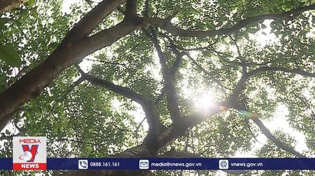 Trồng cây theo lời Bác