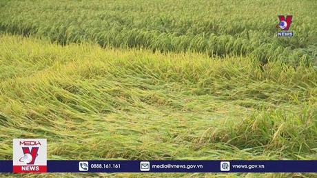 Gần 3.000 ha lúa của Quảng Bình bị thiệt hại do mưa 