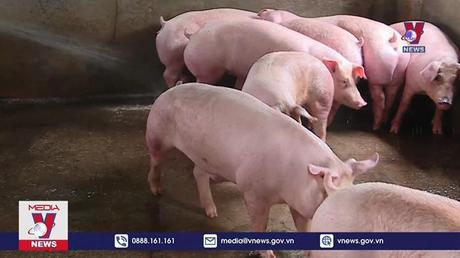 Giá thức ăn chăn nuôi tăng cao