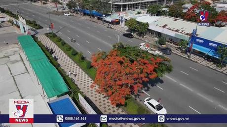 Cây Phượng độc, lạ thu hút nhiều người check-in tại Vũng Tàu