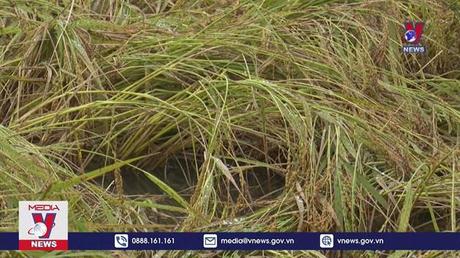 Gần 8.000 ha lúa bị đổ ngã do mưa lớn tại Thừa Thiên – Huế