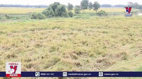 Quảng Trị thu hoạch hơn 3.000 ha lúa bị ngã đổ