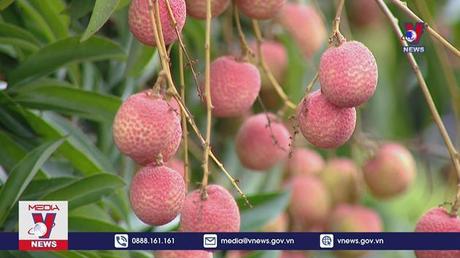 Vải thiều đầu vụ 180.000 đồng/kg