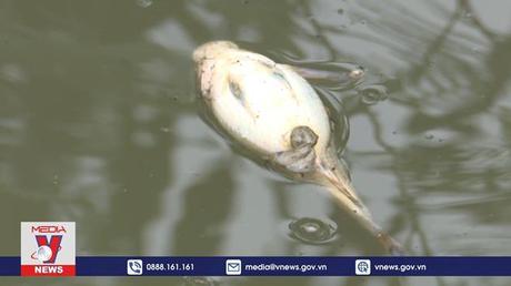 Cá chết hàng loạt trên sông Bàu Giang, Quảng Ngãi