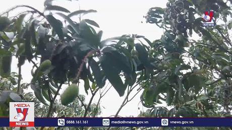 Festival trái cây 2022 bắt đầu từ 28/5 tại Sơn La