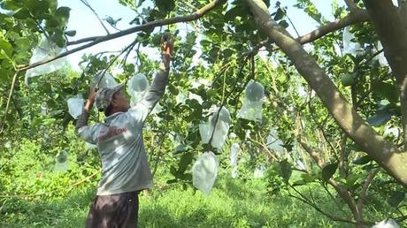 New Zealand xem xét mở cửa cho chanh và bưởi Việt Nam