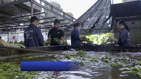 Nhật Bản tăng nhập khẩu trái chuối từ Việt Nam