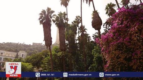 Chuyên gia kêu gọi mở rộng tiêm chủng COVID-19 ở Algeria