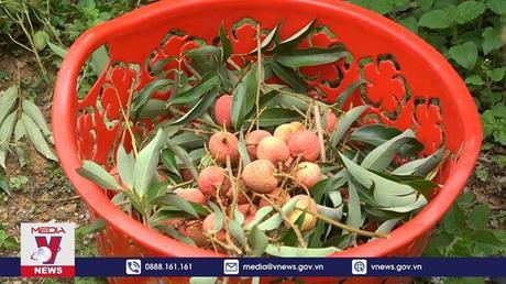 Đề xuất Trung Quốc mở thêm cửa khẩu lưu thông vải thiều