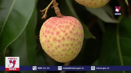 Tăng sản lượng xuất khẩu vải thiều 