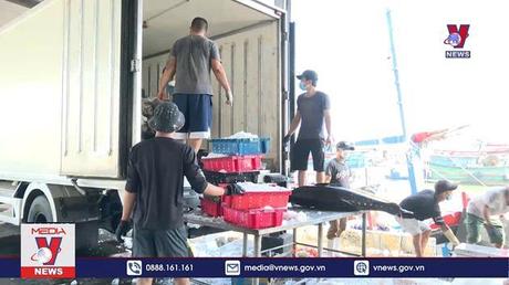 Bình Định sắp tổ chức lễ hội cá ngừ đại dương