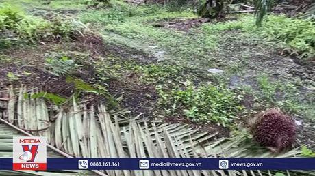 Indonesia dỡ lệnh cấm xuất khẩu dầu cọ