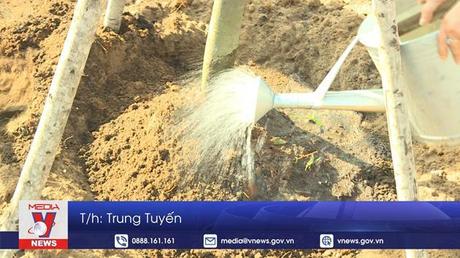 TP.HCM phát động Tết trồng cây nhớ ơn Bác Hồ năm 2022