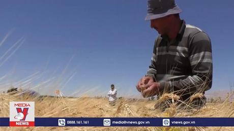 LHQ kêu gọi ngăn chặn nguy cơ khủng hoảng lương thực toàn cầu