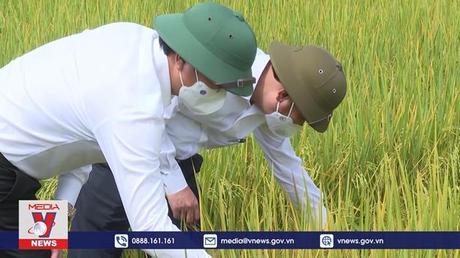 Phát triển liên kết sản xuất lúa-gạo hữu cơ