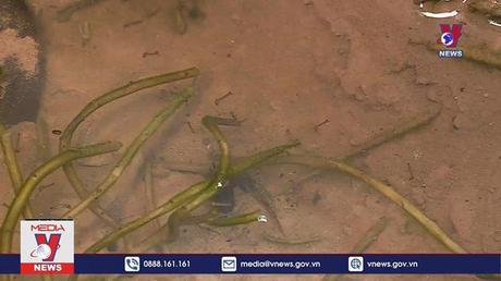 Yêu cầu quyết liệt phòng dịch sốt xuất huyết, tay chân miệng