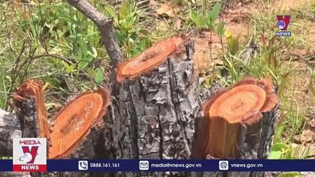 Khởi tố 28 đối tượng vụ phá hơn 382,07ha rừng tại Đắk Lắk