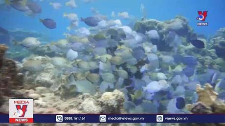 Bảo vệ rạn san hô gắn với phát triển du lịch biển