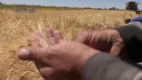 Ukraine kêu gọi đảm bảo an toàn xuất khẩu lương thực