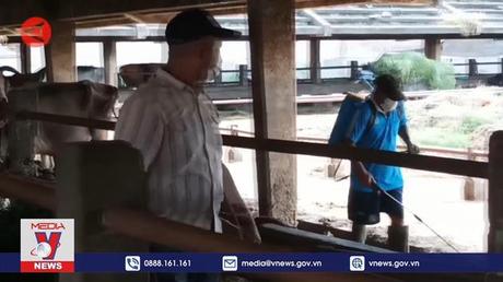 Dịch lở mồm long móng lây lan rộng tại Indonesia