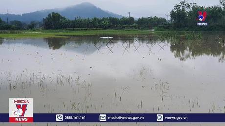 Hơn 4900 ha lúa mới trổ bông và chuẩn bị gặt bị ngập nặng