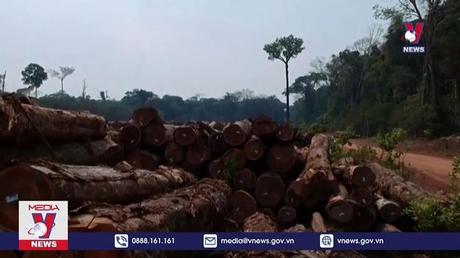 Hội nghị WEF Davos 2022 kêu gọi chấm dứt phá rừng Amazon