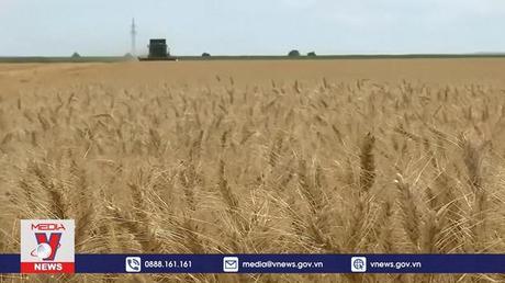 Nga tìm cách tăng sản lượng ngũ cốc phục vụ xuất khẩu