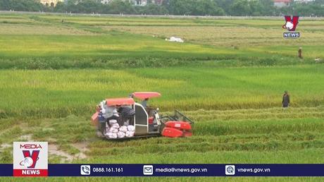 Ninh Bình khẩn trương thu hoạch lúa tránh lũ
