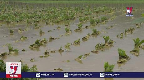 Ngập úng tại Cao Bằng gây thiệt hại hơn 250 héc ta hoa màu