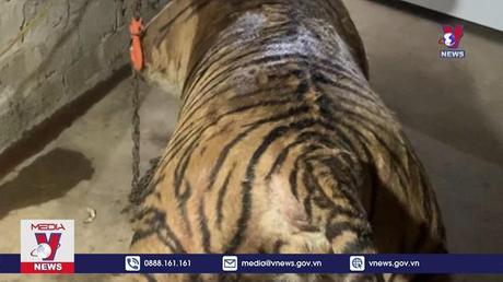 Phá đường dây mua bán hổ để nấu cao tại Thanh Hóa