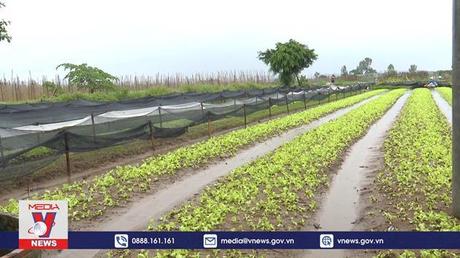 Mưa lớn gây ngập ứng khiến giá rau xanh sẽ còn tăng