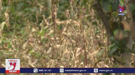 Cây trồng bị cháy lá xuất phát từ sự cố về công nghệ của nhà máy DAP số 2