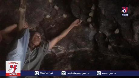 Phát triển bền vững đàn yến trên đảo Cù Lao Chàm