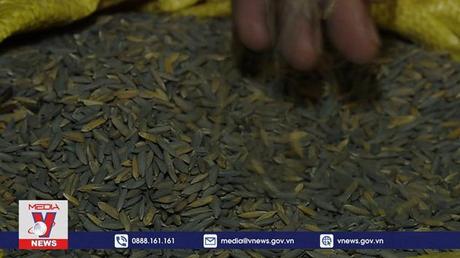 Bất cập xử lý vi phạm môi trường