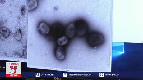 WHO kêu gọi đoàn kết toàn cầu ứng phó đậu mùa khỉ