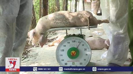 Lễ công bố vaccine phòng bệnh dịch tả lợn Châu Phi