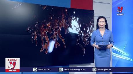 Bản tin Thời sự 8h ngày 05/6/2022