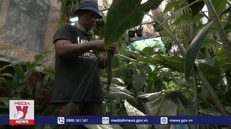 Nhiếp ảnh gia Malaysia nỗ lực bảo tồn thực vật quý hiếm