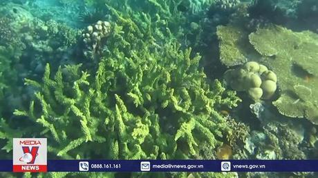 “Lắng nghe” sức khỏe rạn san hô